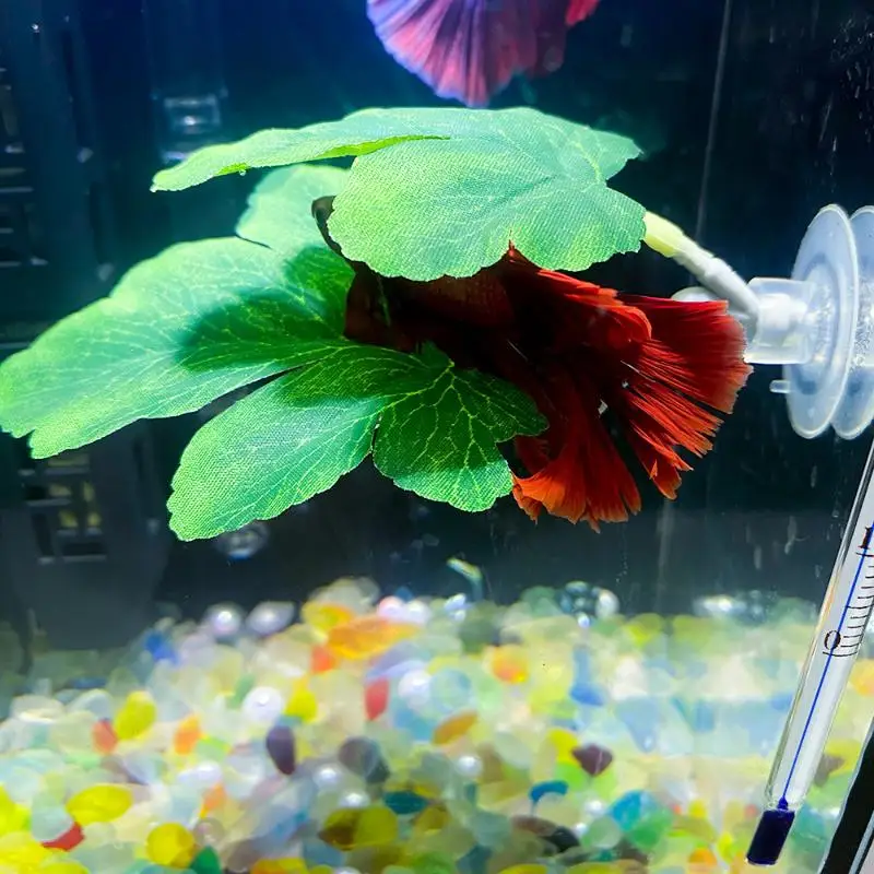 Planted Aquarium For Betta - بيتا أرجوحة أوراق السمك حوض السمك