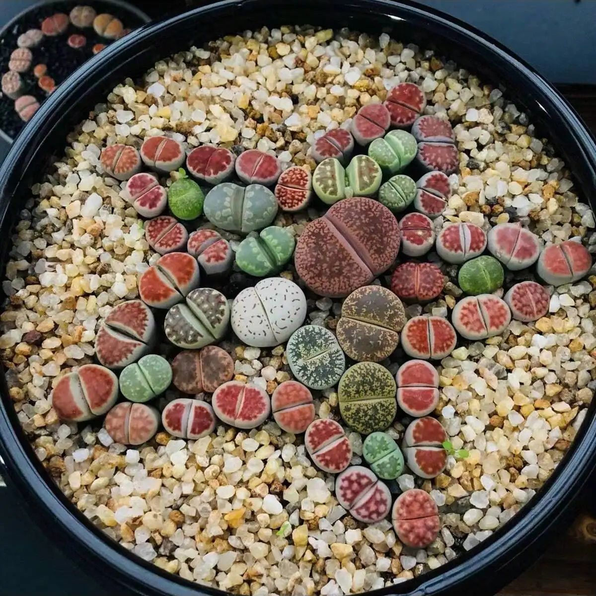 1 قطعة-250 جرام بلورات الطبيعي - مراجعة Aquarium Plant Gravel وسعره