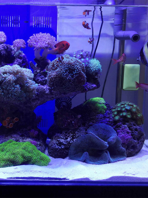 رمل أبيض لتزيين قاع حوض السمك، - مراجعة Aquarium Sand White وسعره