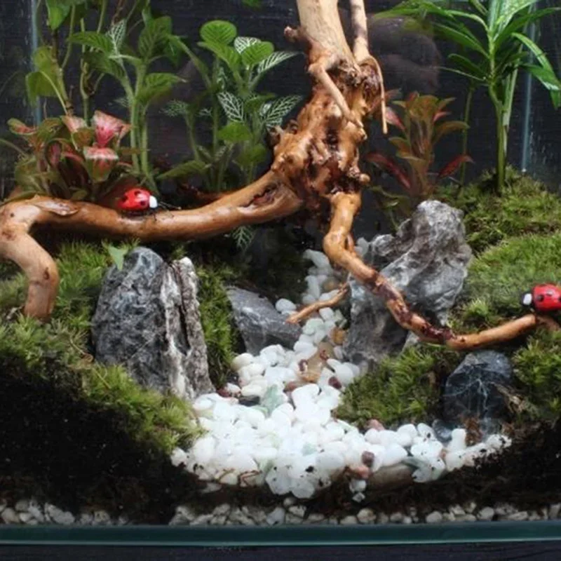 شجرة طبيعية جذع Driftwood لحوض - مراجعة Aquarium Plant Roots وسعره