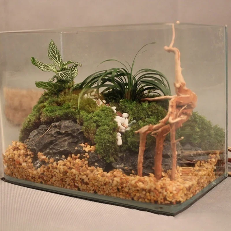 شجرة طبيعية جذع Driftwood لحوض - مراجعة Aquarium Plant Roots وسعره