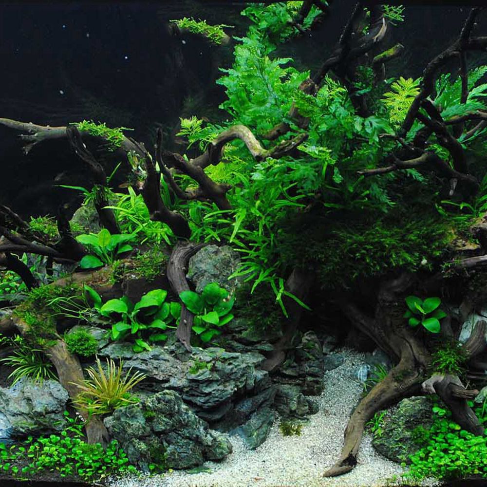 خشب N1N طبيعي لتزيين خلفية حوض - مراجعة Aquarium Plant Roots وسعره