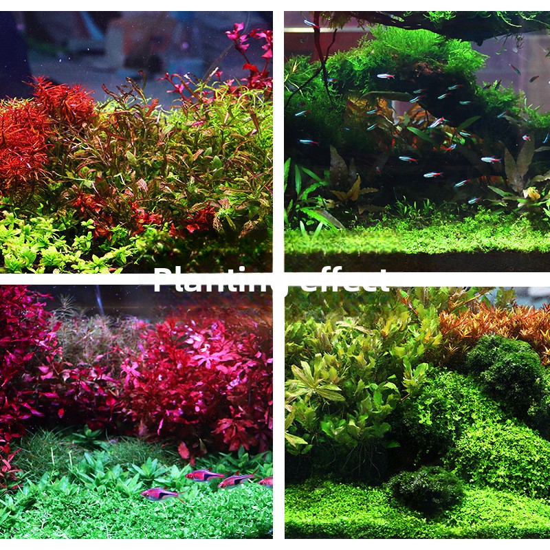 رمل حوض السمك المزروع من SYSEN - مراجعة Aquarium Planted Tank Fertilizer وسعره