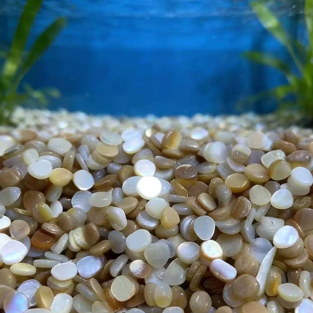 50 قطعة من رقائق الصدف الطبيعي - مراجعة Aquarium Sand White وسعره