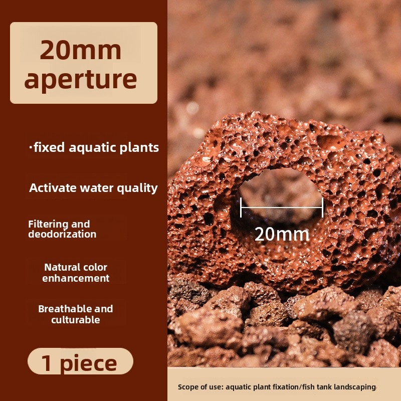 حلقة زراعة من حجر الحمم البركا - مراجعة Planted Aquarium Carpet Plant وسعره