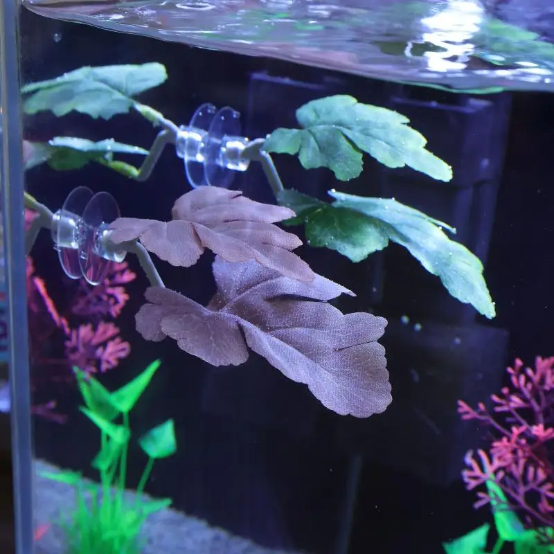 بيتا أرجوحة أوراق السمك حوض ال - مراجعة Planted Aquarium For Betta وسعره