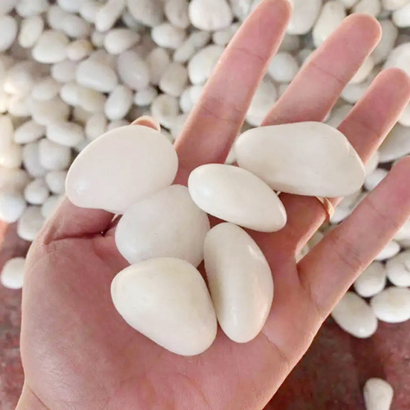 أحجار نهرية بيضاء طبيعية مصقول - مراجعة Aquarium Sand White وسعره