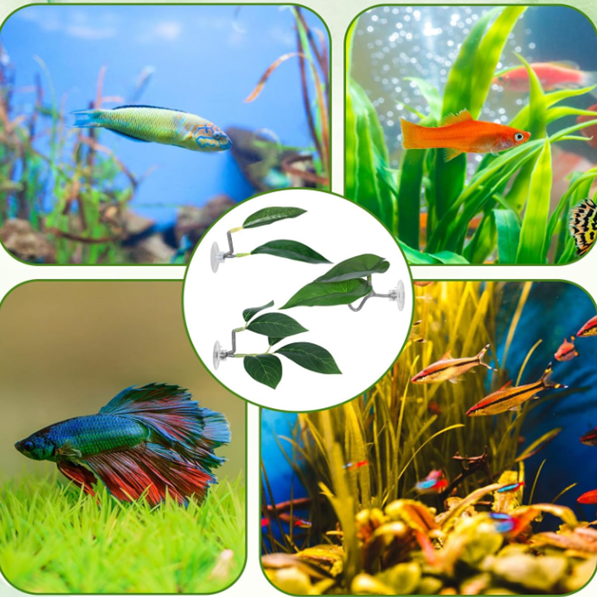 1 قطعة أرجوحة سمك البيتا، ديكو - مراجعة Planted Aquarium For Betta وسعره