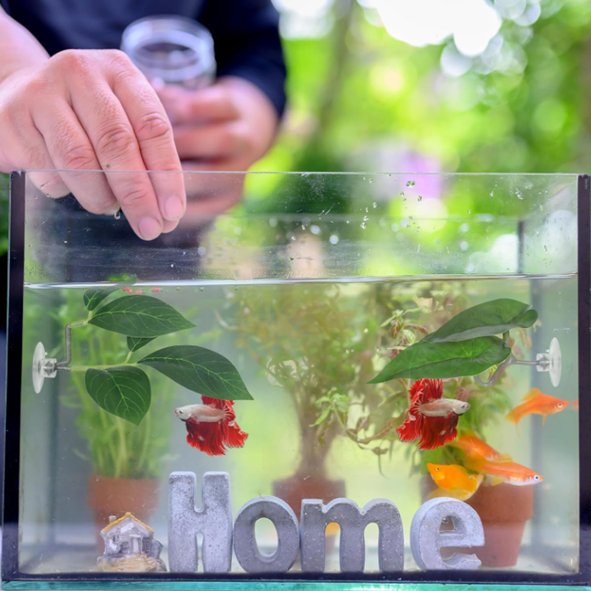 1 قطعة أرجوحة سمك البيتا، ديكو - مراجعة Planted Aquarium For Betta وسعره