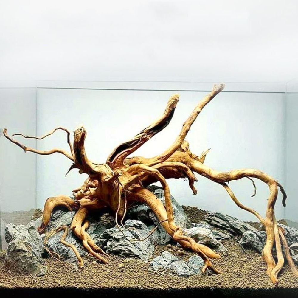 خشب عائم طبيعي كبير لحوض السمك - مراجعة Aquarium Plant Roots وسعره