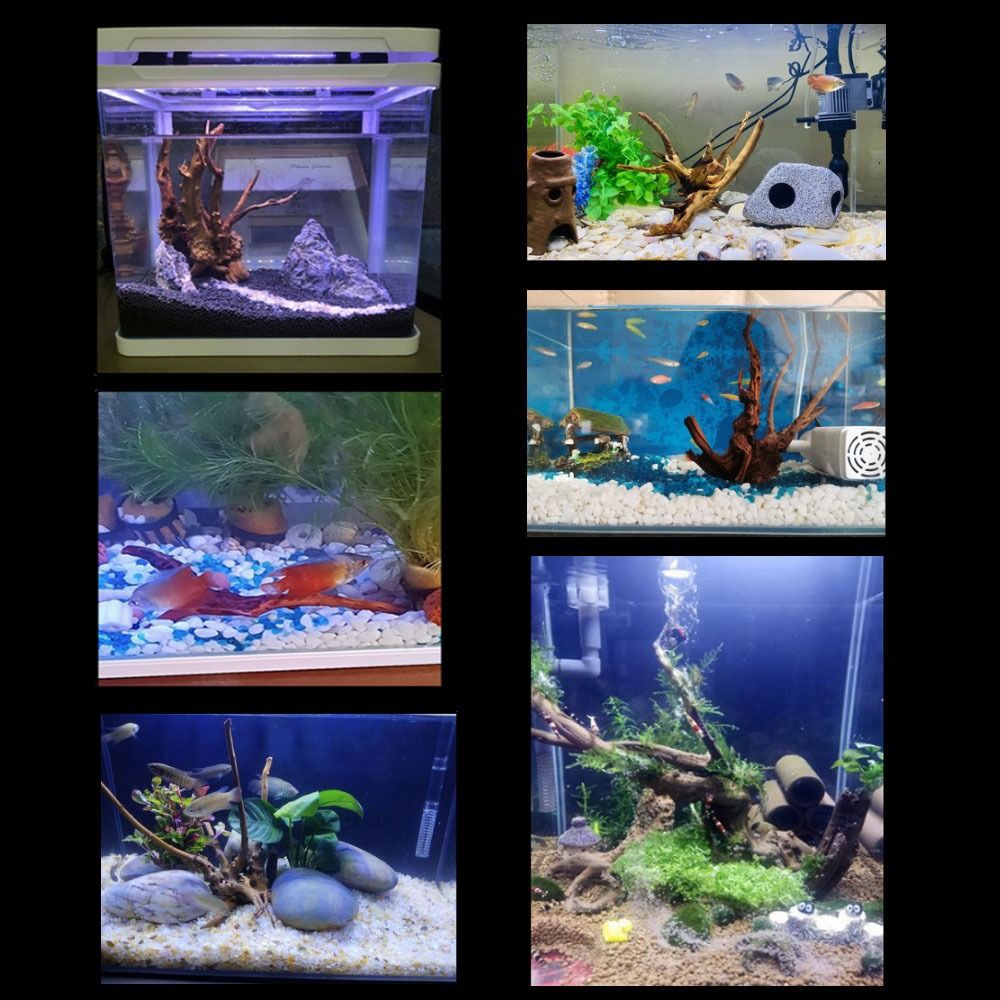 خشب عائم طبيعي كبير لحوض السمك - مراجعة Aquarium Plant Roots وسعره