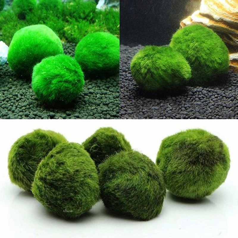 ماريمو كرات الطحلب حوض السمك ن - مراجعة Aquarium Plant Roots وسعره