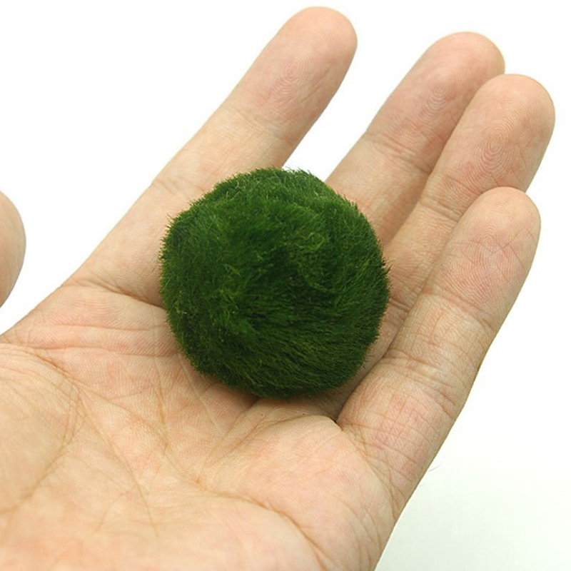 ماريمو كرات الطحلب حوض السمك ن - مراجعة Aquarium Plant Roots وسعره