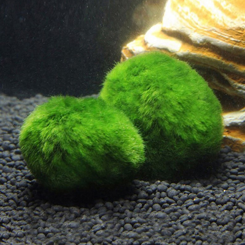 ماريمو كرات الطحلب حوض السمك ن - مراجعة Aquarium Plant Roots وسعره