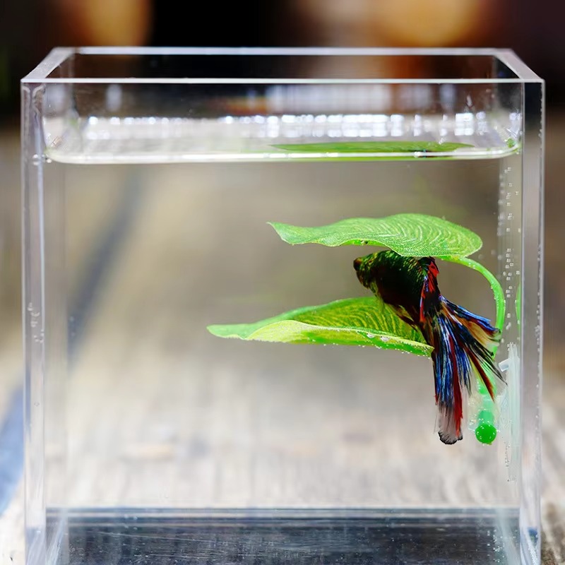 نباتات أوراق صناعية للزينة في  - مراجعة Planted Aquarium For Betta وسعره