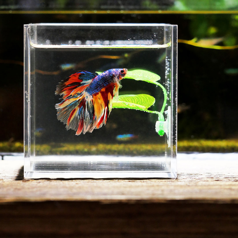 نباتات أوراق صناعية للزينة في  - مراجعة Planted Aquarium For Betta وسعره