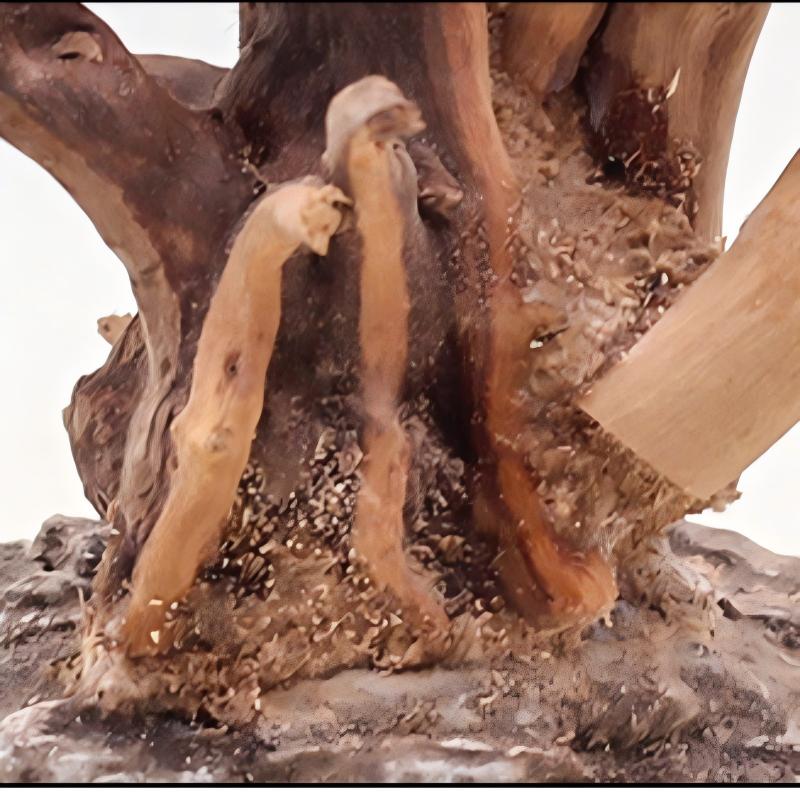 1 قطعة حوض السمك المناظر الطبي - مراجعة Aquarium Plant Roots وسعره