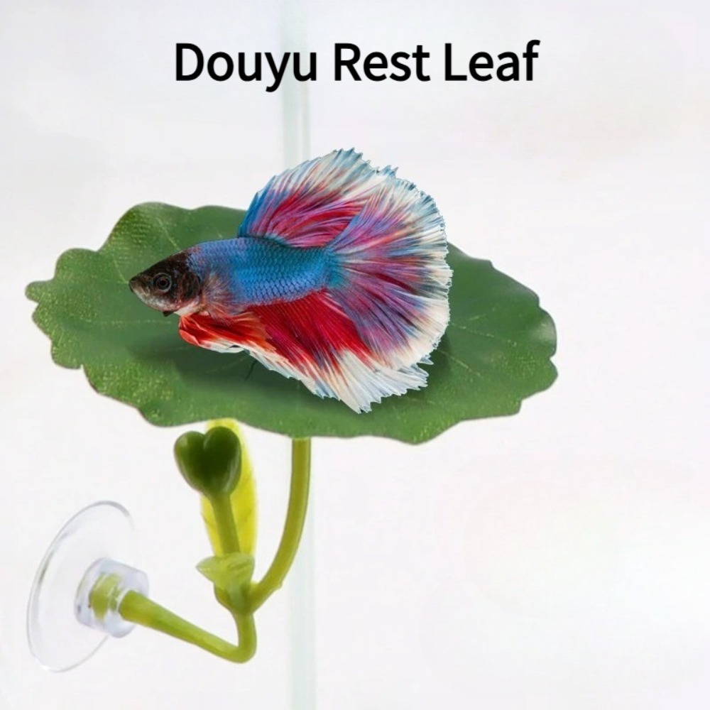 1 قطعة أرجوحة سمك البيتا ذات ا - مراجعة Planted Aquarium For Betta وسعره