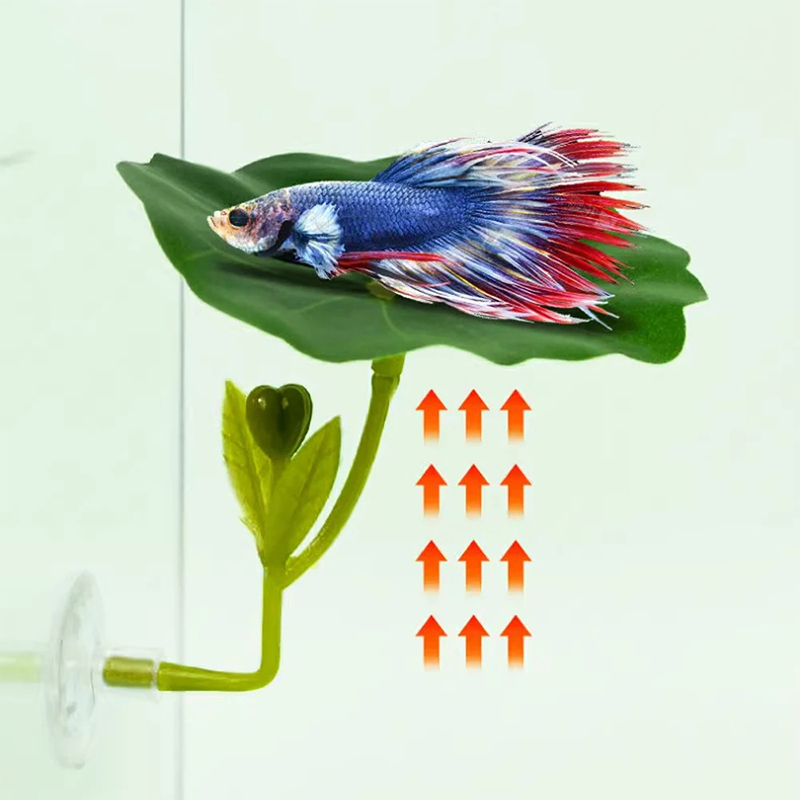 قطعة واحدة لتزيين حوض السمك بن - مراجعة Planted Aquarium For Betta وسعره