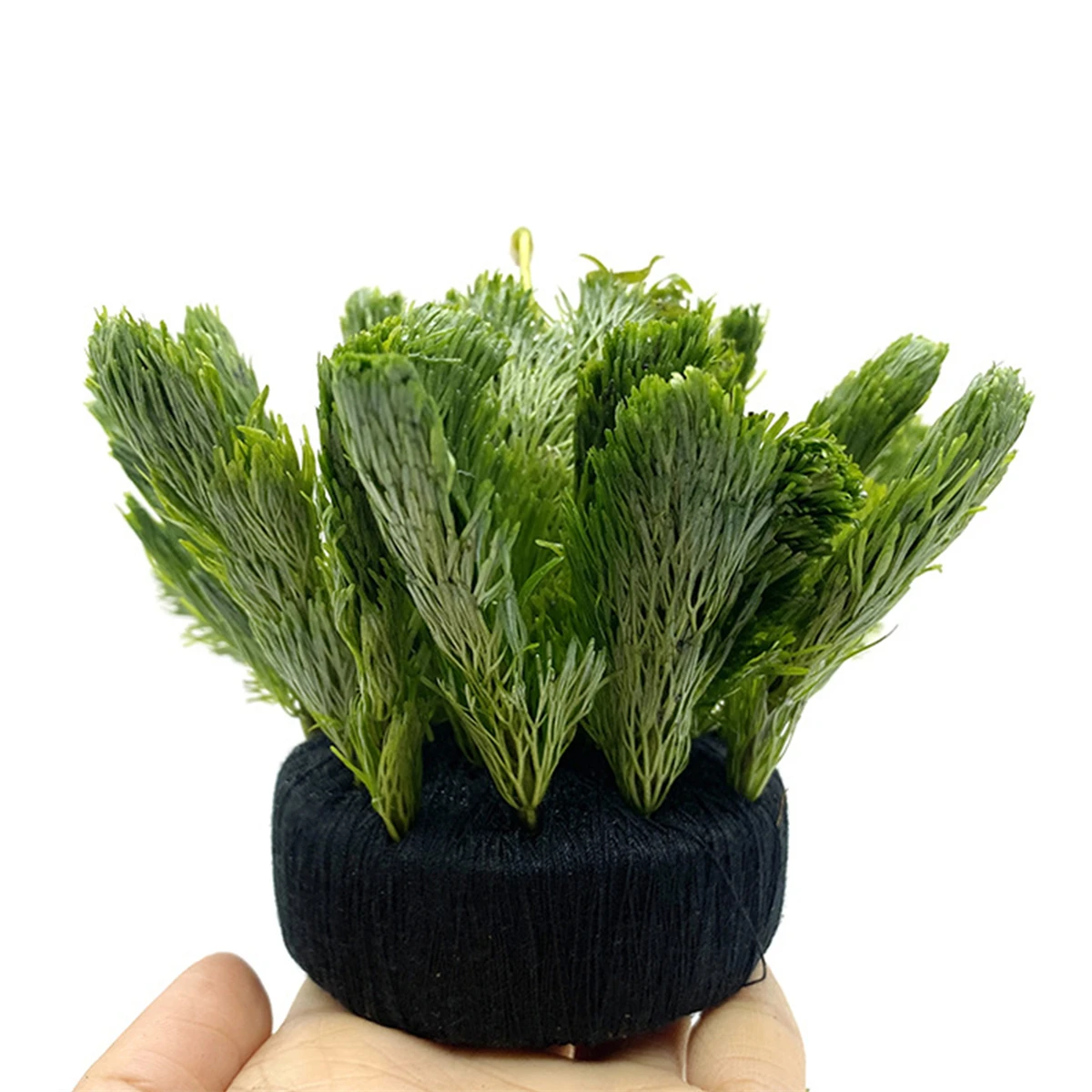 5 قطعة خزان الأسماك السوداء ال - مراجعة Aquarium Plant Roots وسعره